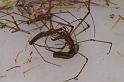 Tetragnatha_bituberculata_D7906_D_88_North Stradbroke island_Australie
